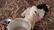 storch