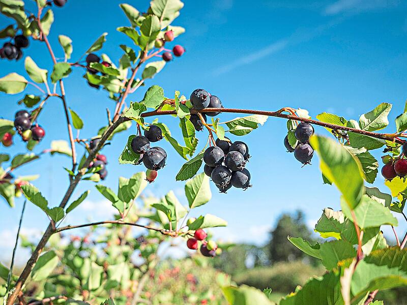Vollreife Felsenbirnen hängen an den Sträuchern einer Plantage des Biohofs Schmitt bei Kleinsendelbach. Die dunkelvioletten Beeren werden derzeit geerntet. Vollreife Felsenbirnen hängen an den Sträuchern einer Plantage des Biohofs Schmitt bei Kleinsendelbach. Die dunkelvioletten Beeren werden derzeit geerntet.