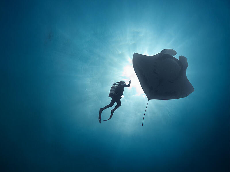 International Ocean Film Tour 2026: The Last Dive