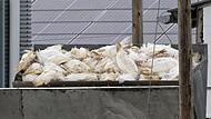 Geflügelpest breitet sich aus