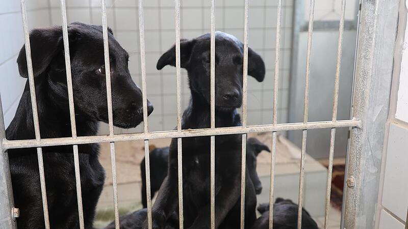 In neuer Umgebung – und einige der Hunde wurden schon an andere Tierheime weitervermittelt.