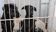 In neuer Umgebung – und einige der Hunde wurden schon an andere Tierheime weitervermittelt.