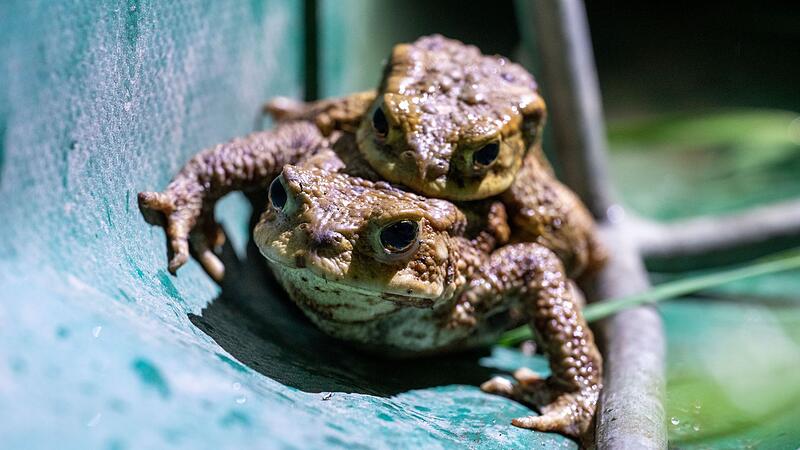 Helfer bei der Kr&ouml;tenwanderung