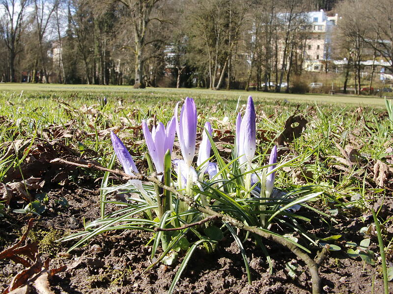 Die ersten Blumen blühen im KurgartenrDie ersten Frühlingsboten in Bad Kissingen Die ersten Blumen blühen im Kurgarten