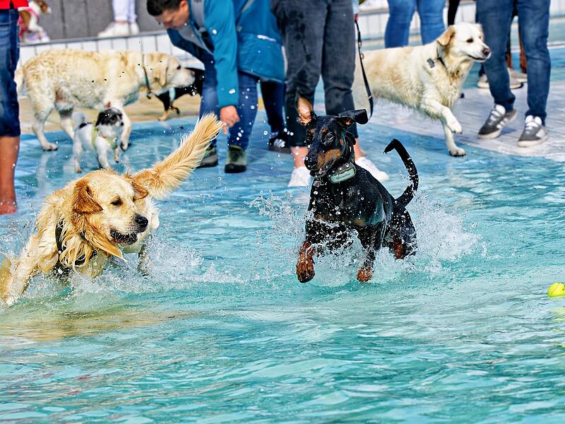 Das Hundeschwimmen im Stadionbad Bamberg ist ein Highlight