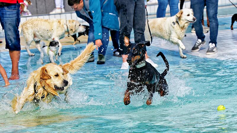 Das Hundeschwimmen im Stadionbad Bamberg ist ein Highlight