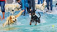 Das Hundeschwimmen im Stadionbad Bamberg ist ein Highlight