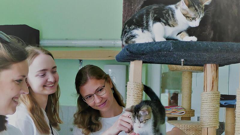 Die Studentinnen Charlotte Breitinger, Helen Weigand und Katharina Möbius (von links) engagieren sich „Für die Katz“, für die Kampagne zur Kastrations- und Kennzeichnungspflicht von streunenden Katzen. Nicht auf dem Bild ist Mitstreiterin Yurena R...