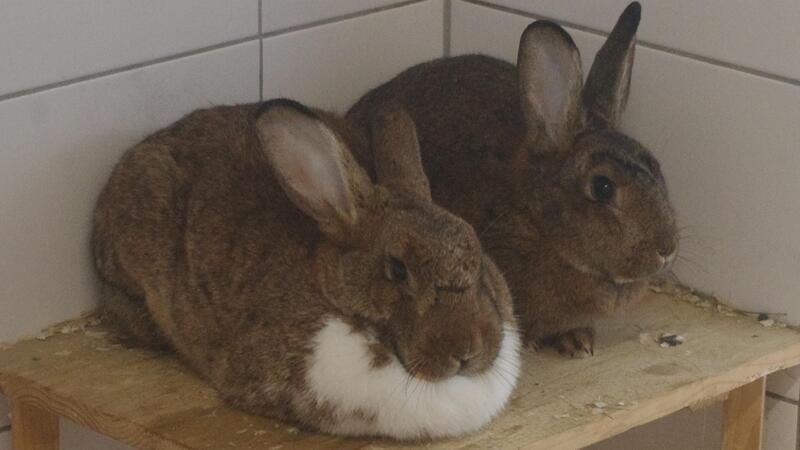 Polly und Pina wurden im Frühjahr 2022 geboren.