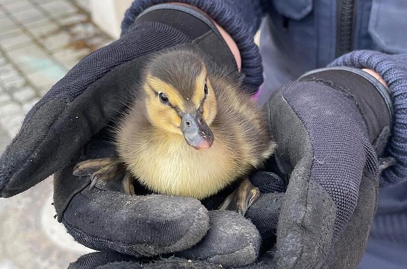 Ein Retter h&auml;lt ein Entenk&uuml;ken in der Hand: Symbolbild einer Tierrettung im Jahr 2022 durch die Polizei Kronach