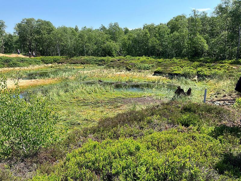 Rotes Moor in der Rh&ouml;n