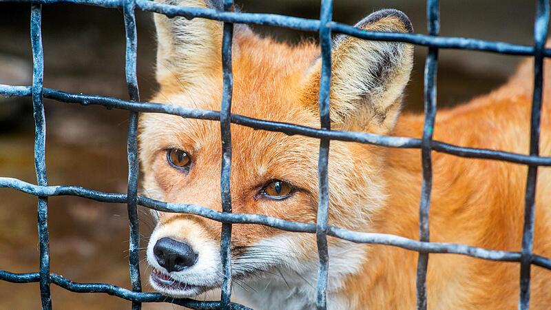 F&uuml;chse f&uuml;r die Jagdhundausbildung in Gefangenschaft zu halten, ist eine umstrittene Praxis, die zu einer Strafanzeige gegen die Betreiber der Kasendorfer Schliefanlage f&uuml;hrte.