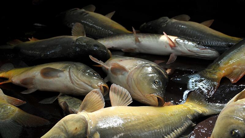 Bald k&ouml;nnte es keine Fische mehr aus heimischer Produktion geben: Die oberfr&auml;nkischen Teichwirte bef&uuml;rchten, dass die Teichwirtschaft dem Fischotter weichen muss.