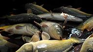 Bald könnte es keine Fische mehr aus heimischer Produktion geben: Die oberfränkischen Teichwirte befürchten, dass die Teichwirtschaft dem Fischotter weichen muss. Bald könnte es keine Fische mehr aus heimischer Produktion geben: Die oberfränkischen Teichwirte befürchten, dass die Teichwirtschaft dem Fischotter weichen muss.