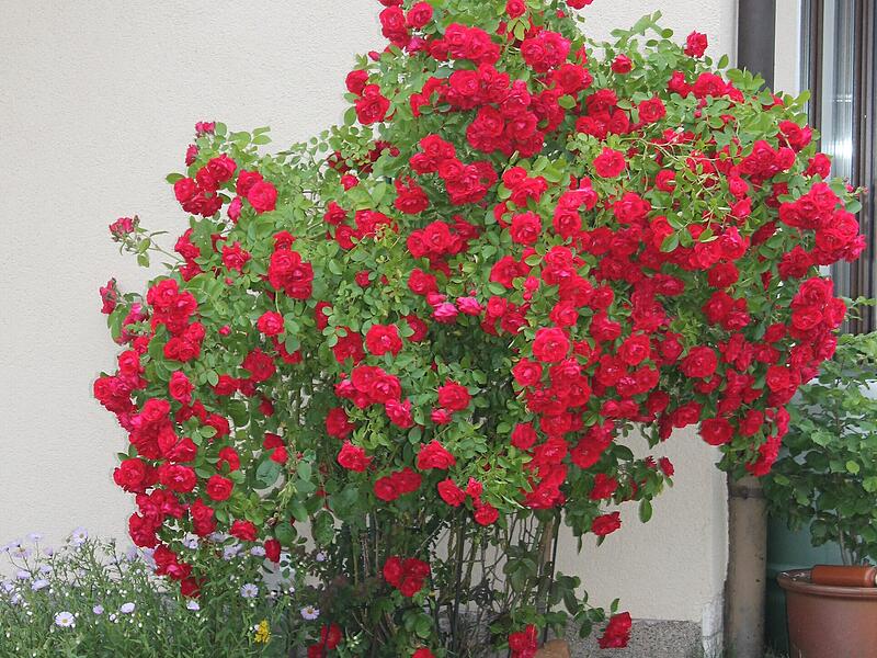 Blühende Rosen bereichern jeden Garten.
