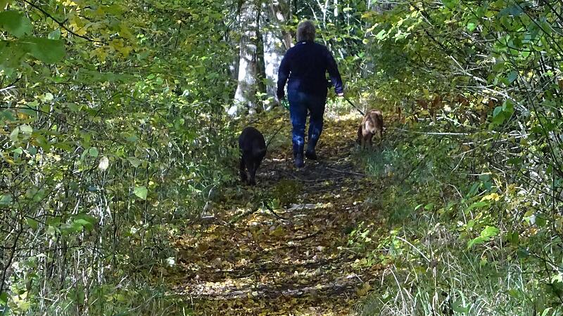 Ein Waldspaziergang senkt den Blutdruck und befreit die Lungen.