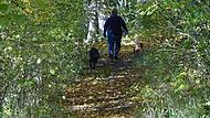 Ein Waldspaziergang senkt den Blutdruck und befreit die Lungen.