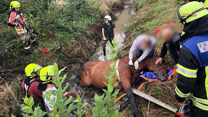 Die Feuerwehr, das THW und eine Tierärztin retten im Jahr 2024 ein panisches Pferd in Uttenreuth.