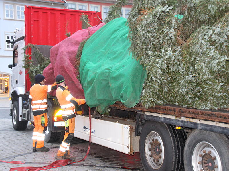 Der Coburger Weihnachtsbaum 2023 ist da
