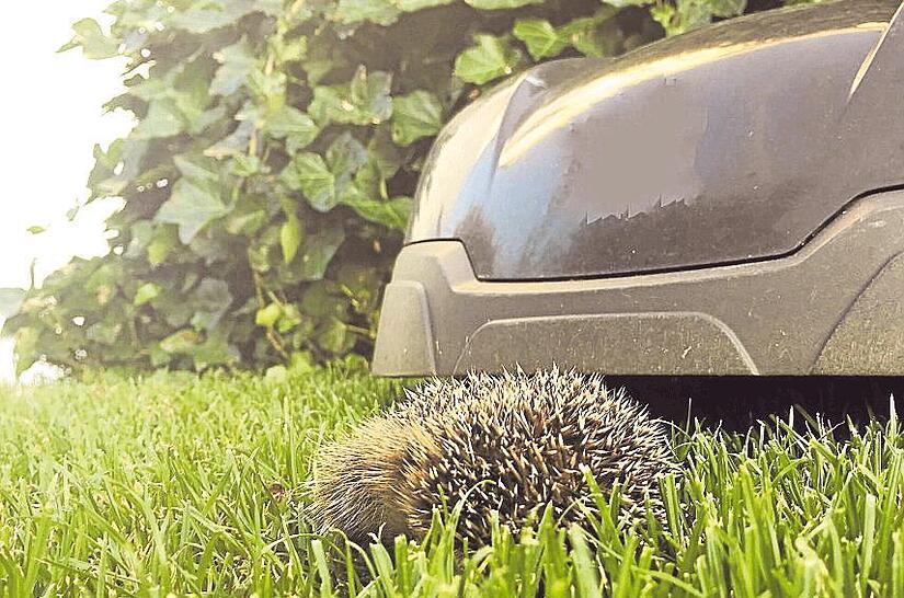 M&auml;hroboter k&ouml;nnen vor allem nachts Igel schwer verletzen. &Uuml;ber ein m&ouml;gliches Nachtfahrverbot wurde deshalb nun im Teuschnitzer Stadtrat diskutiert.