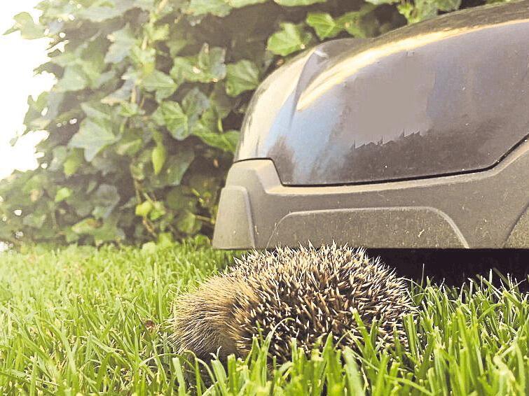 M&auml;hroboter k&ouml;nnen vor allem nachts Igel schwer verletzen. &Uuml;ber ein m&ouml;gliches Nachtfahrverbot wurde deshalb nun im Teuschnitzer Stadtrat diskutiert.