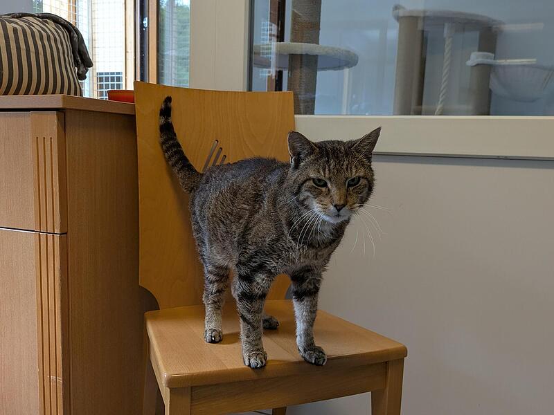 Karlo ist ein verschmuster Europäisch-Kurzhaar-Kater. Karlo ist ein verschmuster Europäisch-Kurzhaar-Kater.