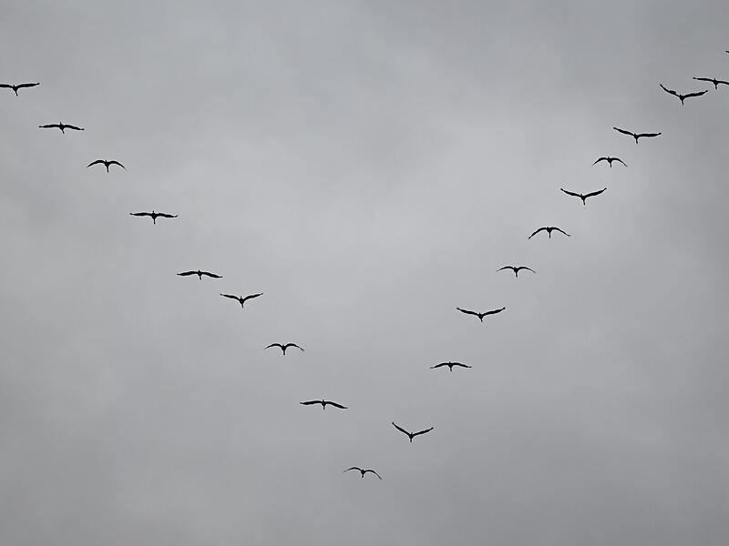 Zugvögel