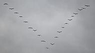 Zugvögel