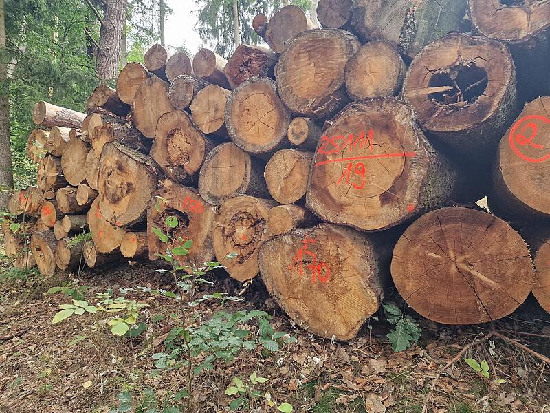 Ein Stapel von gefällten Baumstämmen im Wald, bereits markiert zur weiteren Verarbeitung.“