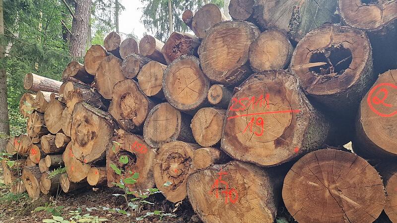 Ein Stapel von gefällten Baumstämmen im Wald, bereits markiert zur weiteren Verarbeitung.“