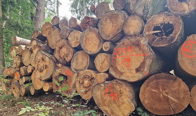 Ein Stapel von gefällten Baumstämmen im Wald, bereits markiert zur weiteren Verarbeitung.“
