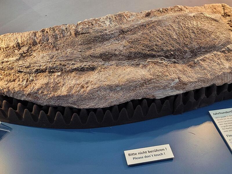 Riesenlurch-Fossilien