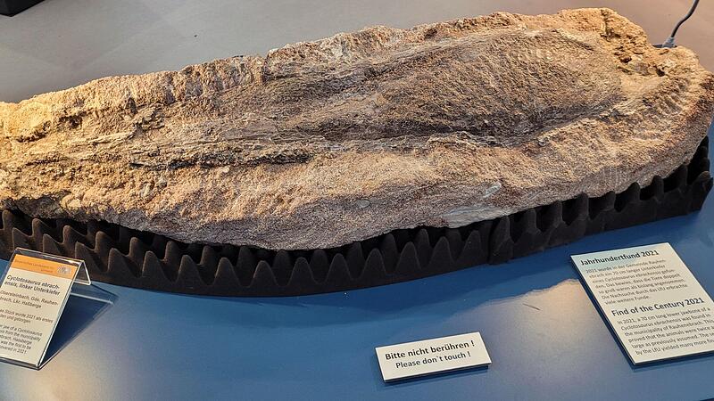 Riesenlurch-Fossilien