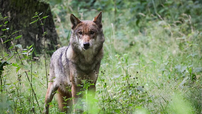 Nach neuen Wolfsangriffen auf Herden werden die Rufe nach Abschussgenehmigungen für Wölfe in der Region immer lauter. Nach neuen Wolfsangriffen auf Herden werden die Rufe nach Abschussgenehmigungen für Wölfe in der Region immer lauter.