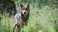 Nach neuen Wolfsangriffen auf Herden werden die Rufe nach Abschussgenehmigungen für Wölfe in der Region immer lauter.