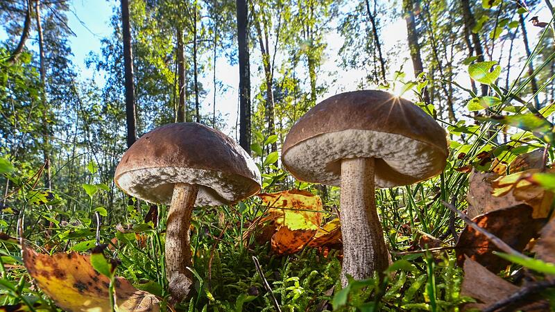 Zwei Exemplare vom Gemeinen Birkenpilz