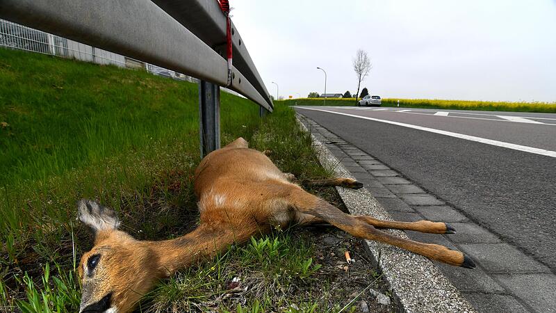 Immer mehr Tiere werden Opfer des Straßenverkehrs.