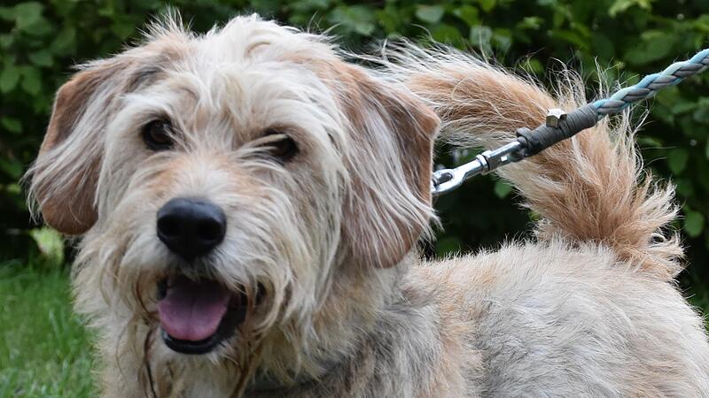 Chino ist sehr anh&auml;nglich und freundlich.