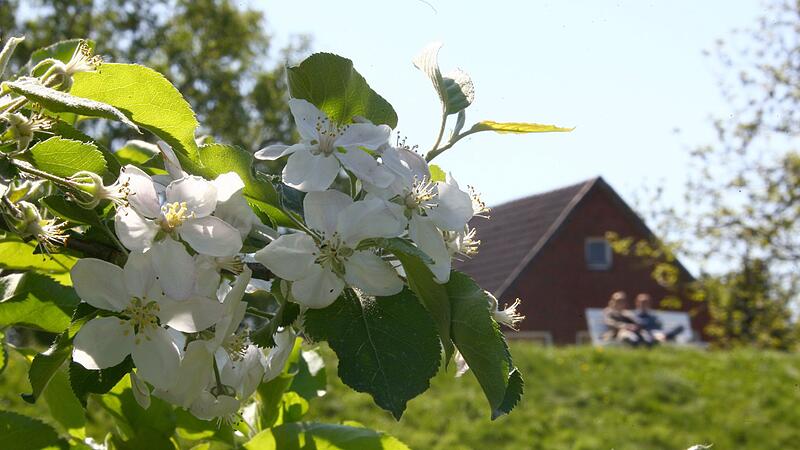 Obstbl&uuml;te im Alten Land bei Jork