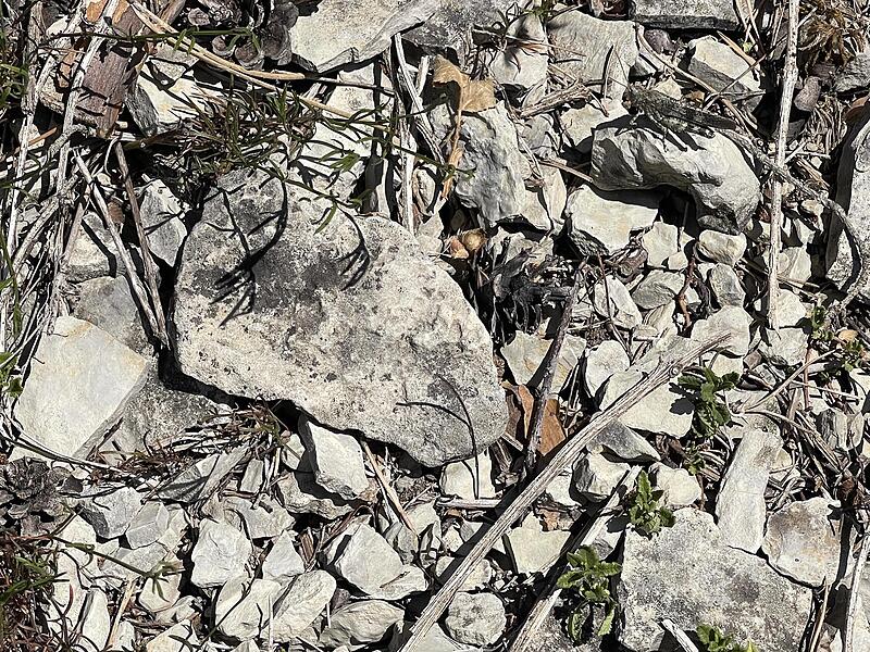 Die Ödlandschrecke – gut getarnt und kaum zu finden, wenn sie nicht aufspringt.