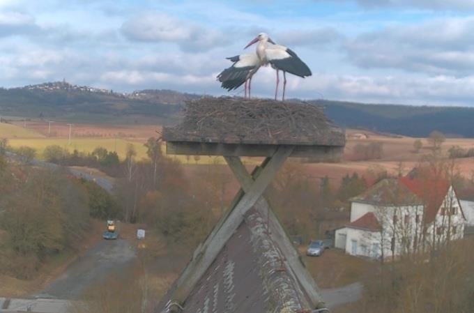 Das Storchenpaar genießt das Wiedersehen und die schöne Aussicht.