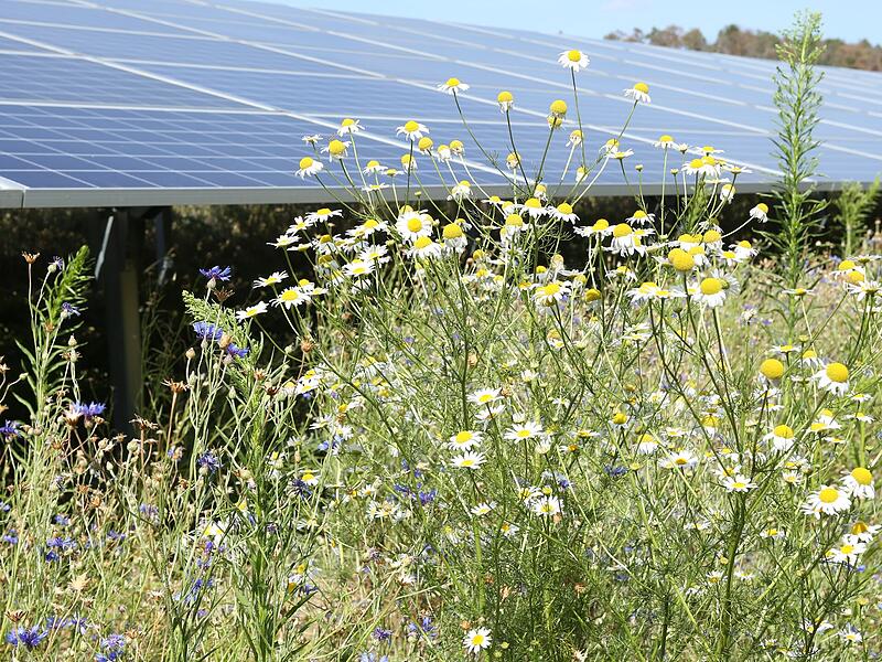 SÜDWERK - Nachhaltigkeit und Natur miteinander vereinen SÜDWERK - Nachhaltigkeit und Natur miteinander vereinen