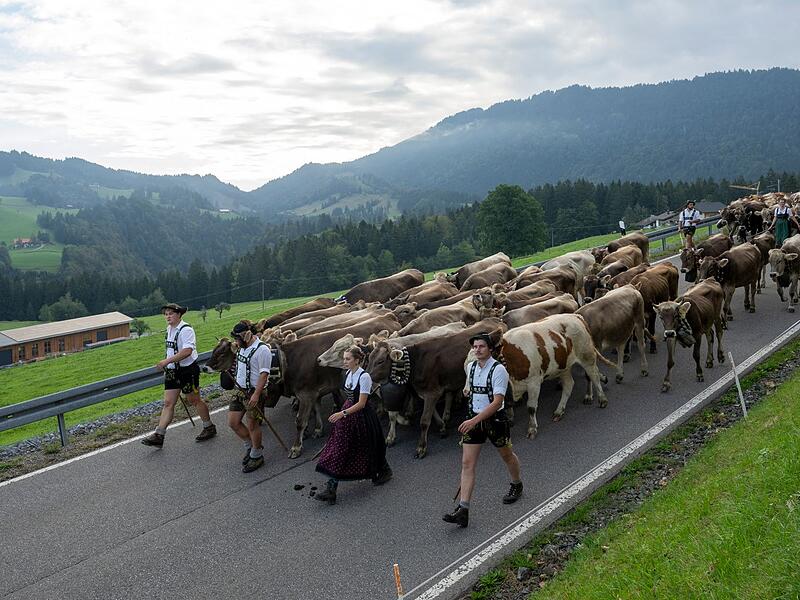 Beginn der Viehscheid-Saison im Allg&auml;u