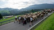 Beginn der Viehscheid-Saison im Allgäu Beginn der Viehscheid-Saison im Allgäu