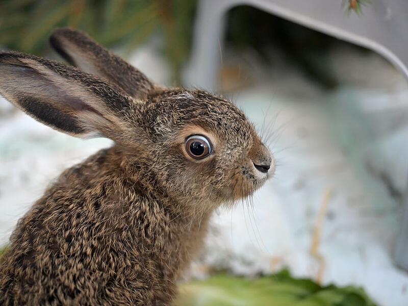 Besuch in einer Wildtier-Auffangstation