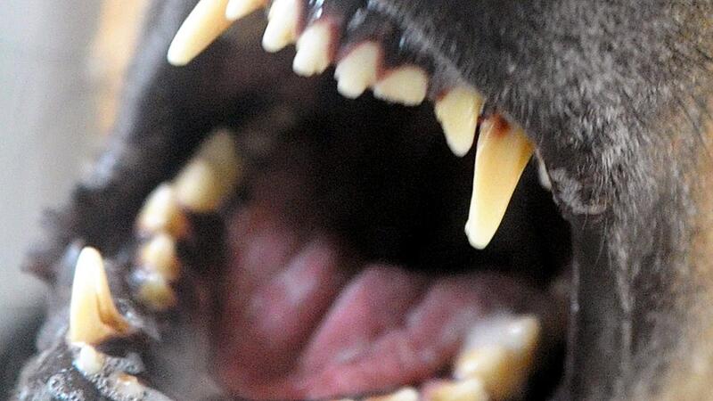 Einen Hund darf die Angeklagte in der n&auml;chsten Zeit nicht mehr halten.