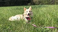 Harzer Fuchsmix Stella ist fast sechs Jahre alt.