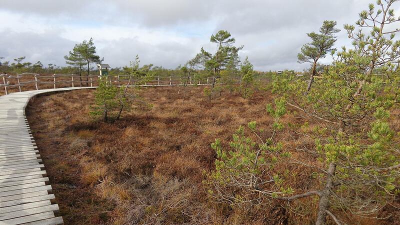Das Schwarze Moor in der Rh&ouml;n ist eines der bedeutendsten Hochmoore in Mitteleuropa. Doch um den Umgang mit dem zunehmenden Baumwuchs schwelt ein heftiger Streit.