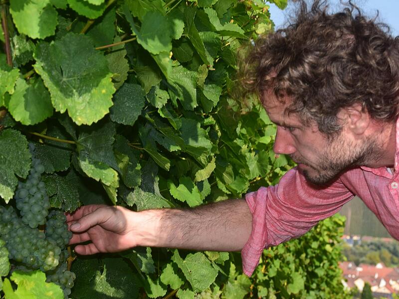 In den Weinbergen kontrolliert Michael Christ regelm&auml;&szlig;ig die Trauben.