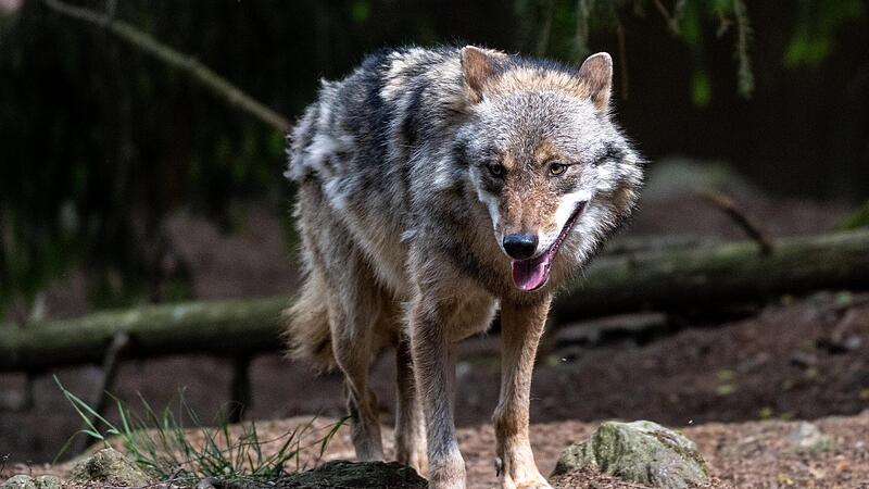 Wölfe breiten sich in Deutschland weiter aus. Dieses Foto entstand im Naturpark Bayerischer Wald. Wölfe breiten sich in Deutschland weiter aus. Dieses Foto entstand im Naturpark Bayerischer Wald.